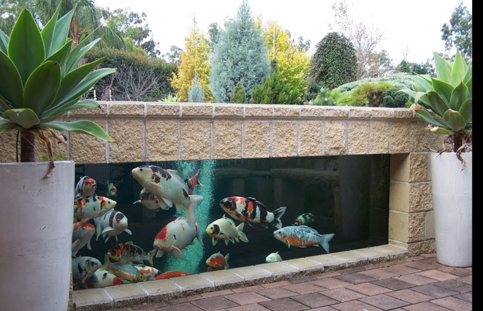 Bể cá koi sân vườn