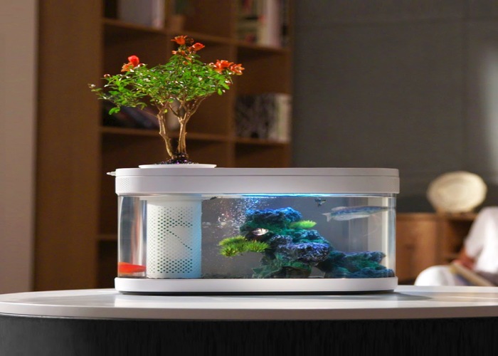 Bể cá bonsai mini