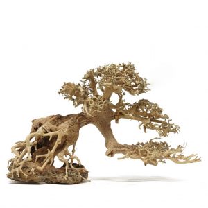 lũa bonsai thủy sinh